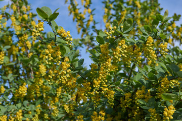 Barberry ordinary (lat. Berberis vulgaris) blooms - a shrub, a species of the genus Barberry (Berberis) of the family Barberry (Berberidaceae).