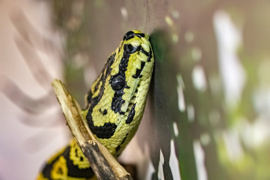 Carpet Python. Morelia spilota.  close up.