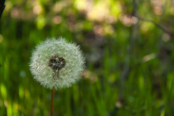 white dandelion on a background of green grass