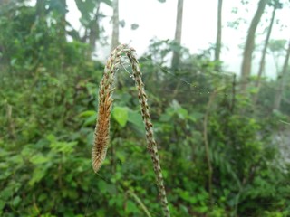 Green grass in the garden rain drops