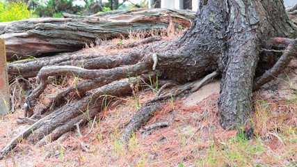 RAICES DE ARBOL CON DISTINTAS TEXTURAS