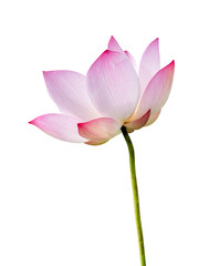 Obraz na płótnie Canvas Pink Lotus flower isolated on white background. Nature concept For advertising design and assembly. File contains with clipping path so easy to work.