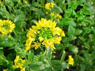Yellow flowers in the garden and natural view