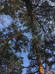 Fototapeta premium trees and sky