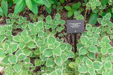 Spanish thyme leaves bordered in bright white with plant label marker at botanic garden in Singapore