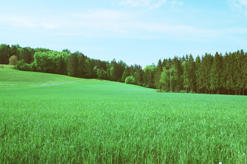 Summer landscape with green grass and trees
