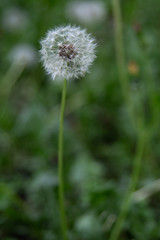 dandelion close-up macro shot on green grass background
