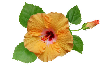 Light Hibiscus on white background with path