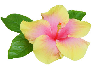 Two tome color Hibiscus on white background with path