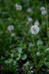 many dandelions in the summer on a green meadow 