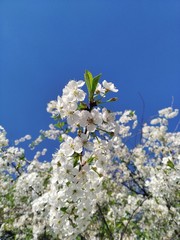 Cherry blossom and blue bright sky in the background white flowers tree branches