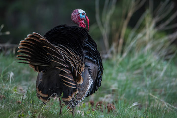 Male Turkey