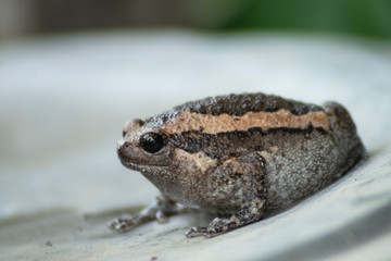 Bullfrog looking for food after the rain stopped