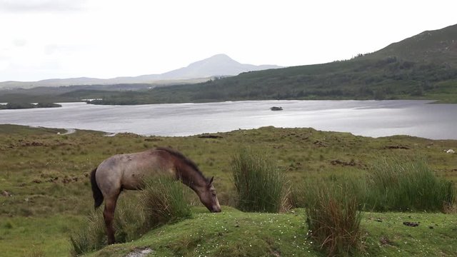 Little brow horse grazing, on the background beautiful Lough Inagh Valley, one of the most beautiful spot in Connemara, County Galway, Ireland Republic