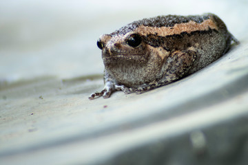 Bullfrog looking for food after the rain stopped
