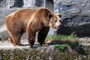 Fototapeta na wymiar Eurasian brown bear (Ursus arctos) also known as the European brown bear.