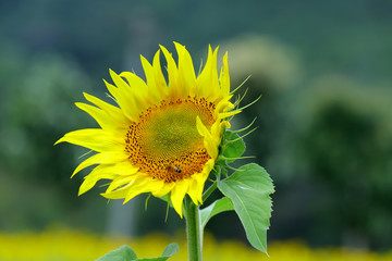 Shining Light on Symbolic Sunflower Meaning. The symbolic sunflower meaning deals with beauty, delight, hope and joy. ... This is symbolic of spiritual faith, and worship because we follow our belief 