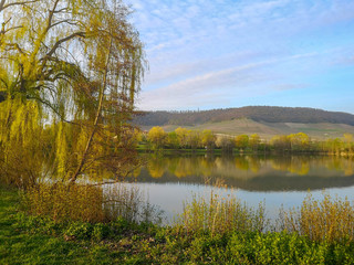 Willow trees and other various vegetation on the banks of a tranquil lake in Iphofen, Germany, a calm spring sunny day spent on the lakeside