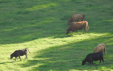 Cows grazing on green grass