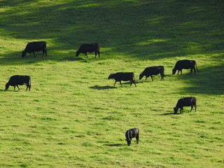 Cows grazing on green grass