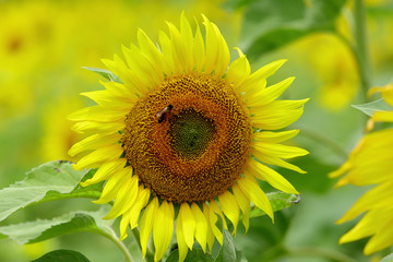 The common sunflower (H. annuus) is an annual herb with a rough hairy stem 1–4.5 metres (3–15 feet) high and broad, coarsely toothed, rough leaves 7.5–30 cm (3–12 inches) long arranged in spirals. The