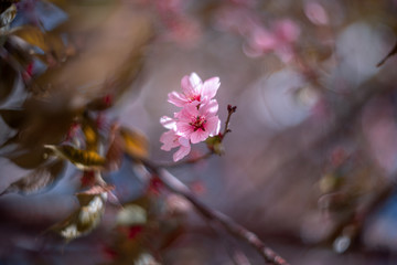 A branch of blooming sakura. Pink flowers