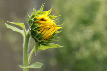 The sunflower is native to North America and was used by the Indians for food and oil. Some farmers use it to feed their livestock. Sunflower seeds are typically used to make oil, bird seed and for sn