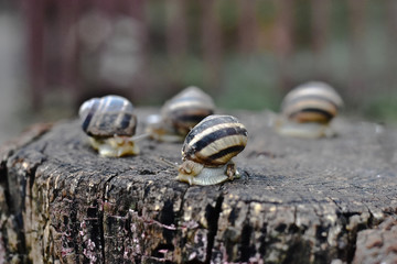 
Snails crawl on a stump after rain