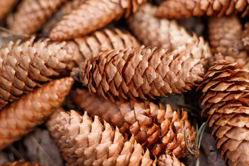 Background from fir cones. Natural background.