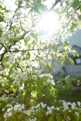 Blooming pear tree on a background of the house