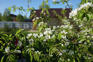 Blooming pear tree on a background of the house