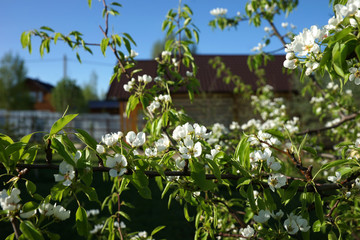 Blooming pear tree on a background of the house