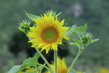 The common sunflower (H. annuus) is an annual herb with a rough hairy stem 1–4.5 metres (3–15 feet) high and broad, coarsely toothed, rough leaves 7.5–30 cm (3–12 inches) long arranged in spirals. The
