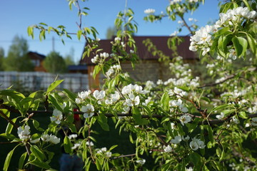 Blooming pear tree on a background of the house