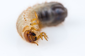 Mole cricket larva closeup isolated.