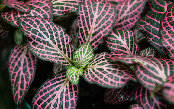 pink and green fittonia