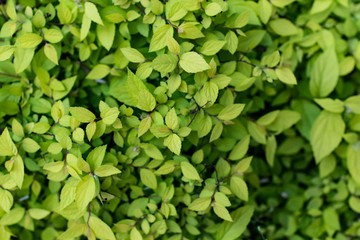 Green small leaves background, spring and summer season