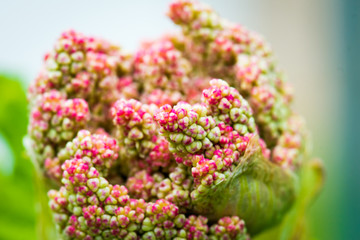 Rhubarb blossom early in the spring.