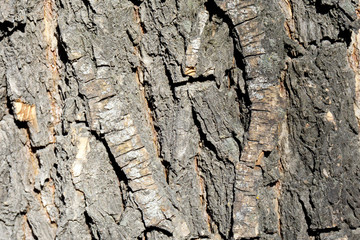 Oak bark texture. Use the site as a background or your desktop. Gray Oak Bark