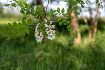 Robinia pseudoacacia in piena fioritura