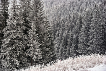 Obrazy na Szkle  Pokryte śniegiem świerki w górach Beskidów w Polsce.