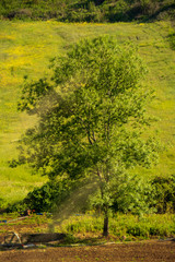 Fototapeta premium flowers, huts and trees grown in the garden