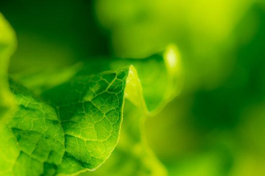 Wavy leaf illuminatde by seeting sun early in the spring.