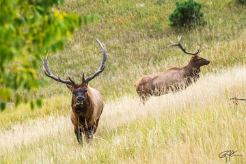 Bull Elk Stand Off