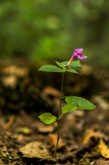 Small purple flower