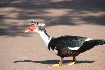 Muscovy Duck  in the morning wak