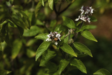 bee on a flower 