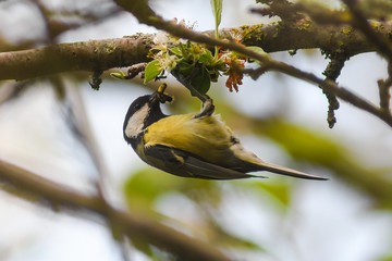 cinciallegra (Parus major) a testa in giù su ramo