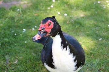 Muscovy Duck  in the morning wak