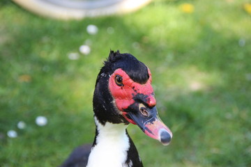 Muscovy Duck  in the morning wak